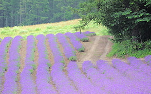 purple grass field HD wallpaper